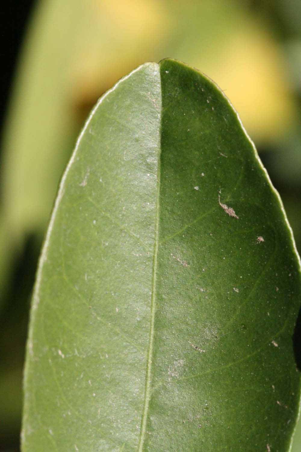              Margin (Riverside, CA)       